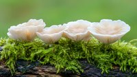 White mushrooms growing in line on moss covered log against green background, showing delicate gills and caps in natural forest environment.
