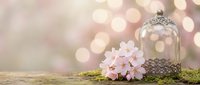 Delicate pink cherry blossoms beside ornate glass cloche on moss-covered surface with dreamy bokeh lights creating romantic spring atmosphere.