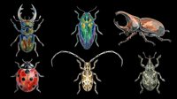 Six detailed illustrated beetles and insects isolated on transparent background, ready for stickers, t-shirt design, print on demand, clipart, and sublimation use.
