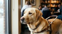 Golden labrador retriever service dog wearing harness sitting calmly in busy cafe restaurant with blurred people in background. Pet therapy animal concept.