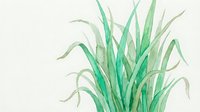 Watercolor green grass blades botanical illustration isolated on white background for nature design projects and organic decorations.