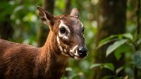 Young deer with reddish-brown coat standing in lush green forest environment, wildlife photography showcasing natural habitat and serene woodland atmosphere.