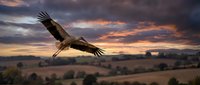 Majestic stork soaring with outstretched wings against dramatic sunset sky over rural countryside landscape with rolling hills and agricultural fields.