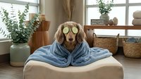 Relaxed dachshund dog wearing blue bathrobe and cucumber eye mask sitting on beige cushion in modern spa-like living room interior for wellness concept.