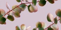 Delicate eucalyptus branches with round green and pink leaves create gentle natural pattern on soft pink background, bringing organic minimalist aesthetic.