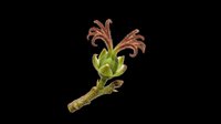 Botanical illustration of a flowering plant branch with green buds and delicate reddish-brown blooms, isolated on transparent background. Ready for clipart, t-shirt design, stickers, and print-on-demand projects.
