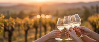 Friends toasting with white wine glasses at vineyard during golden hour sunset with grapevines and mountains in background for celebration and leisure.