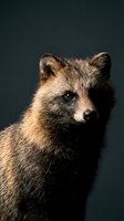Close-up portrait of young brown bear cub with detailed fur texture against dark background for wildlife photography and nature documentation projects.
