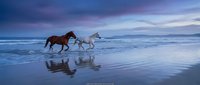 Two horses galloping along ocean beach at twilight with dramatic purple sky and perfect reflections in wet sand creating romantic coastal scene.