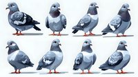 Collection of eight gray pigeons in different poses showing various angles and positions, isolated on white background for design projects.