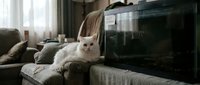 White fluffy cat relaxing on couch near television in modern living room with natural light and comfortable home decor.
