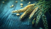 Golden wheat ears on rustic blue wooden surface with scattered grains, perfect for organic farming, agriculture, harvest season and healthy food concepts.