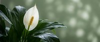 White peace lily flower blooming with glossy green leaves against soft blurred background, elegant houseplant for home decor and interior design projects.