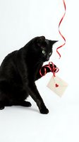 Black cat with green eyes playing with red ribbon and heart envelope on white background for Valentine's Day celebration and romantic greeting cards.