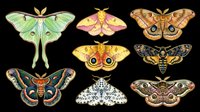 Moth and butterfly collection with various species isolated on transparent background, ready for clipart, t-shirt design, stickers, sublimation and print-on-demand projects.
