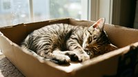 Adorable tabby kitten sleeping peacefully in cardboard box by sunny window. Cozy domestic pet relaxation scene for home and lifestyle content.