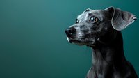 Black miniature pinscher dog profile portrait against dark green background, dramatic studio lighting highlights sleek coat and noble expression.