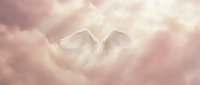 Ethereal white wings emerging from soft pink and cream clouds, symbolizing spirituality, peace, and divine presence for inspirational and wellness content.
