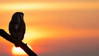 Small owl perched on branch silhouetted against warm golden sunset sky. Wildlife bird photography capturing peaceful evening moment in nature.