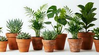 Collection of green houseplants in terracotta pots arranged on white surface for home decor and indoor gardening projects.