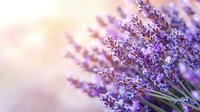 Fresh purple lavender flowers in bloom against soft blurred background, aromatic herbs and natural botanical composition for wellness, spa and aromatherapy designs.