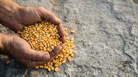 Farmer holding harvested corn kernels in hands over ground, agricultural crop production and food security concept.