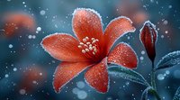 Red lily flower covered in morning frost against dark blue background with bokeh lights and snow falling, macro photography showing delicate frozen dew drops on petals.