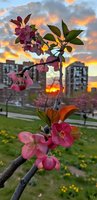 Pink apple blossoms against dramatic sunset sky with urban buildings in background, spring flowering branch with fresh green leaves and vibrant petals.