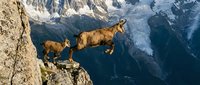 Mountain goats standing on rocky cliff edge with dramatic alpine peaks and glaciers in background during golden hour light for wildlife and nature photography.