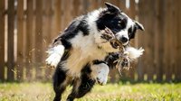 Australian shepherd dog running with rope toy in backyard showing playful energy and motion blur effects during outdoor activity.