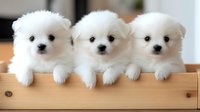 Three adorable white Pomeranian puppies with fluffy fur lying together in wooden box, looking at camera. Perfect for pet shop advertising and animal care concepts.