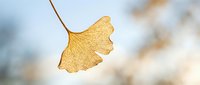 Golden ginkgo leaf hanging delicately against soft blurred background, symbolizing autumn season change and natural beauty in botanical photography.