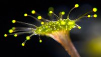 Macro photography of glowing green fungus with bioluminescent spherical tips on thin stalks against dark background, natural phenomenon in forest environment.