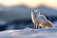 Arctic fox standing on snowy hill during golden sunset, white winter coat glowing in backlight, wild animal in natural habitat against blurred mountain landscape.