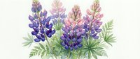 Watercolor lupine flowers in purple and pink hues with green foliage on white background. Botanical illustration for spring garden designs and floral decor.