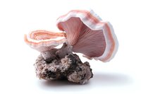 Pink oyster mushroom with delicate gills growing on natural substrate, isolated on white background for culinary, botanical, or educational purposes.