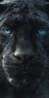 Black panther with striking blue eyes close-up portrait showing detailed fur texture and intense gaze for wildlife and nature photography projects.
