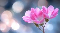 Pink delicate flowers with soft petals against blurred bokeh background in pastel blue and peach tones creating dreamy romantic atmosphere for nature photography.