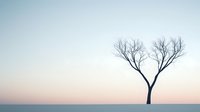 Minimalist winter landscape with single bare tree silhouette against pastel sky at dawn creating heart shape branches, serene nature scene for wall art and meditation.