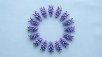 Purple lavender flowers arranged in circular wreath pattern on white background for aromatherapy spa wellness design projects.