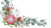 Watercolor protea flowers with eucalyptus leaves corner arrangement on white background. Botanical floral composition for wedding invitations and greeting cards.