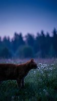 Orange tabby cat sniffing white daisies in meadow at twilight with purple sky and forest silhouette creating peaceful nature scene for pet and wildlife content.