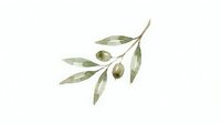 Watercolor olive branch with green leaves and olives isolated on white background for Mediterranean cooking and natural organic food designs.