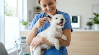 Female veterinarian in blue scrubs examining and holding a small white fluffy dog during routine checkup in modern clinic with bright windows and plants.