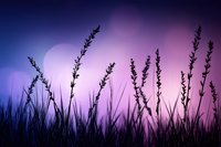 Silhouettes of wild grass stalks against dreamy purple and pink sunset sky with bokeh light effects creating magical nature atmosphere at dusk.