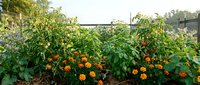 Vibrant vegetable garden with orange marigold flowers and green tomato plants growing in raised beds, perfect for gardening and agriculture content.
