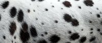 Close-up of natural dalmatian dog fur texture with distinctive black spots on white coat, showing detailed hair patterns and markings for design projects.