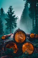 Freshly cut pine logs glowing with warm orange light against misty dark forest background, creating dramatic contrast between warm and cool tones in nature.