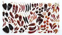 Assorted dried chili peppers and spices arranged on white background for culinary cooking and seasoning ingredients collection.