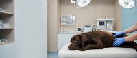 Veterinarian in blue gloves examining brown dog on examination table in modern clinic with medical equipment and shelving.